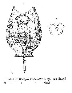 Daday, E (1893): Mathematikai és Természettudományi Értesítő 12 p.40, pl.2, figs.1,2
